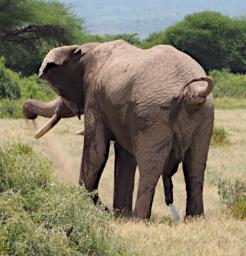 WKili Elephant Dust Pee P3071347