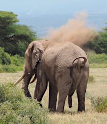 WKili Elephant Dust Pee P3071349