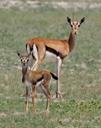 WKili Thompsons Gazelle P3071357