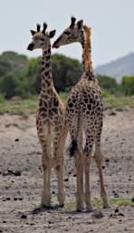 WKili Giraffe P3071358