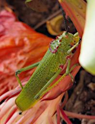 WKili Bug Xxx Locust Green Red P3071372
