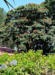 WKili Tree Flower Xxx Red 