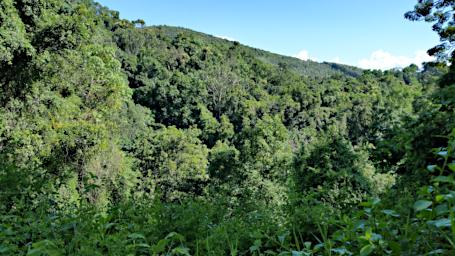 WKili Native Forest 