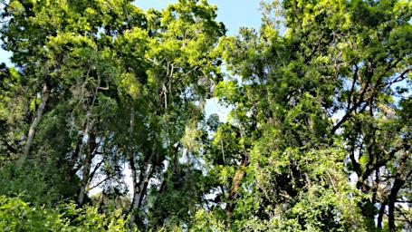 WKili Native Forest 