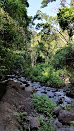 WKili Native Forest 