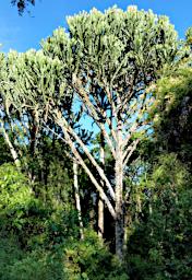 WKili Tree 