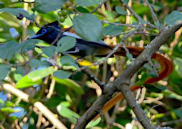 WKili Bird African Paradise Flycatcher