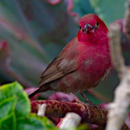 WKili Bird Red Billed Firefinch