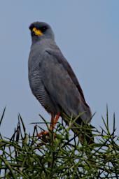 WKili Bird Eastern Chanting Goshawk