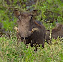 WKili Warthog