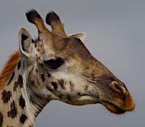 WKili Giraffe