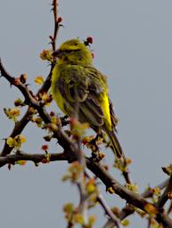 WKili Bird White Bellied Canary