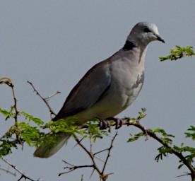 WKili Bird Ring Necked Dove