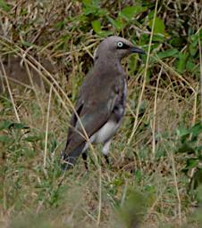 WKili Bird Fischers Starling