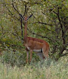 WKili Gerenuk