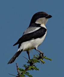 WKili Bird Taita Fiscal Shrike