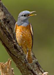 WKili Bird Common Rock Thrush