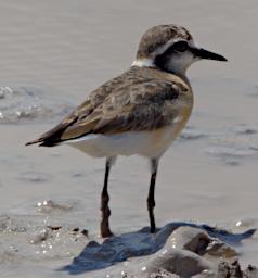 WKili Bird Kittlitzs Plover