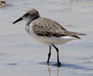 WKili Bird Little Stint