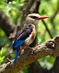 WKili Bird Brown Hooded Kingfisher