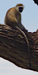 WKili Black Faced Vervet Monkey