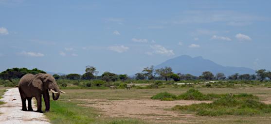 WKili Elephant Mt Meru