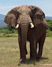 WKili Elephant