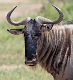 WKili White Bearded Wildebeest