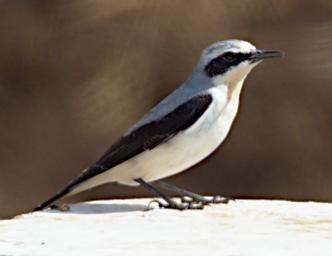WKili Bird Northern Wheatear