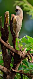 WKili Bird Speckled Mousebird