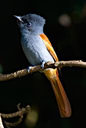 WKili Bird African Paradise Flycatcher F