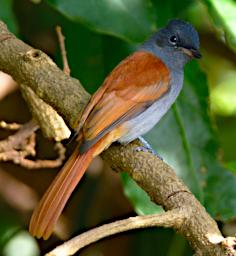 WKili Bird African Paradise Flycatcher F