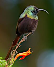 WKili Bird Bronze Sunbird