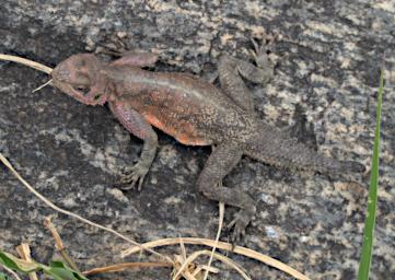 Walk Agama P2250333