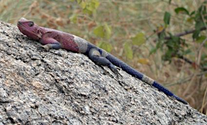 Walk Mwanza Flat Headed Agama P2250343