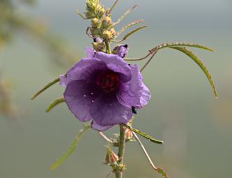 Walk Flower Xxx Violet P2250346