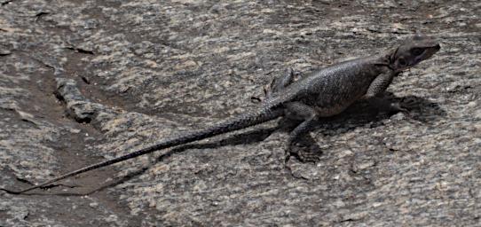Walk Agama P2250347