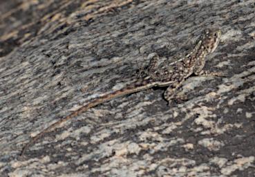 Walk Agama P2250349