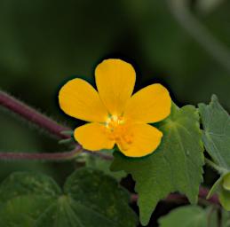 Walk Flower Xxx Yellow P2250352
