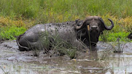 Walk Cape Buffalo P2250418