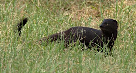 Walk Melanistic Slender Moongoose P2250424