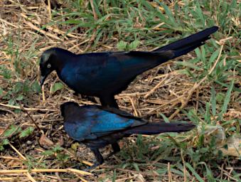 Walk Bird Ruppells Long Tailed Starling P2250425