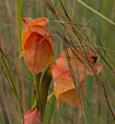 Walk Flower Xxx Orange P2250428