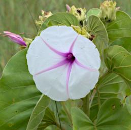 Walk Flower Morning Glory P2250434
