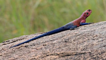 Walk Agama P2260441