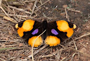 Walk Butterfly Yellow Pansy P2260442