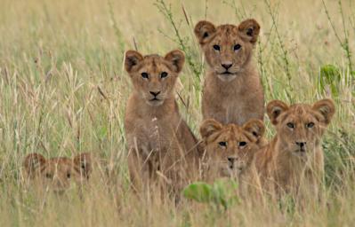 Walk Lion Cubs P2260445