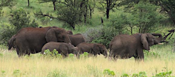 Walk Elephants P2260460