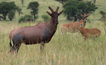 Walk Blue Shanked Topi Impala P2260471