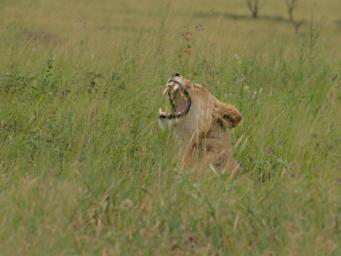Walk Lioness P2260480